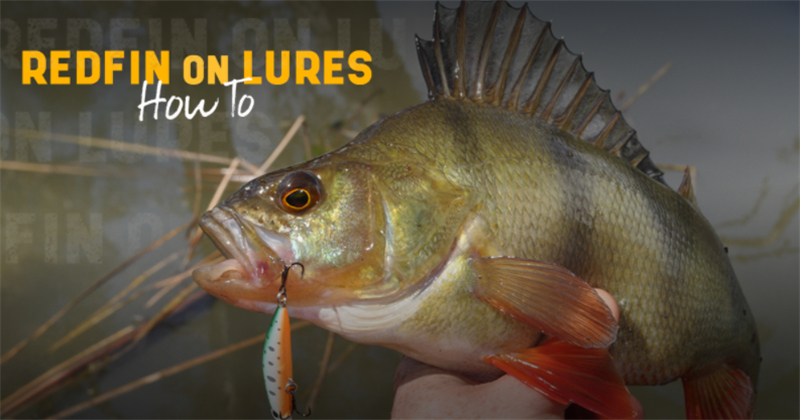 REDFIN ON LURES: HOW TO